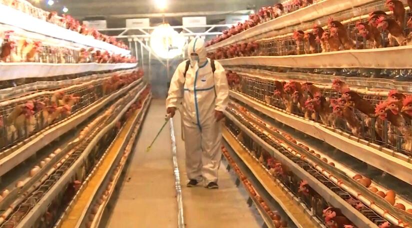 鸡舍消毒用什么消毒液最好 鸡舍消毒用什么消毒液最好