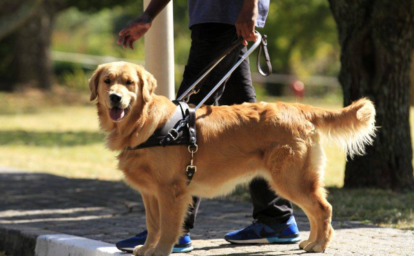 山区打猎嗅觉最好的犬 山区打猎嗅觉最好的犬