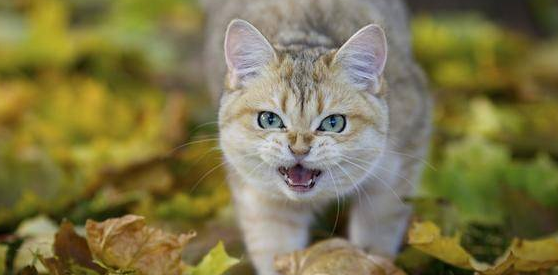 猫咪像呛到似的吭哧吭哧的声