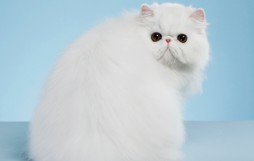 为什么不建议养波斯猫 为什么不建议养波斯猫