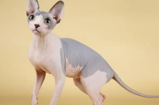 无毛猫有几个品种？你知道吗？