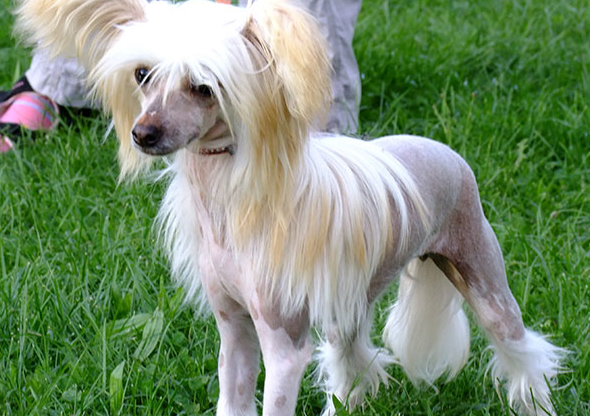 冠毛犬好养吗 冠毛犬好养吗