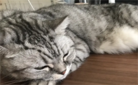 猫咪喘气很快,肚子一抽一抽的