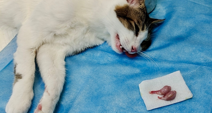 猫咪为什么做绝育的原因 猫咪为什么做绝育的原因