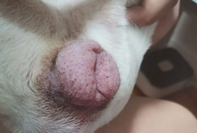 狗狗屁股为什么会红红的