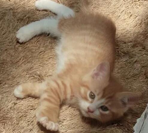土猫怎么驱虫？土猫主人必读