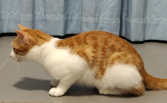 猫咪右腿有点抖是为什么呢 猫咪右腿有点抖是为什么呢