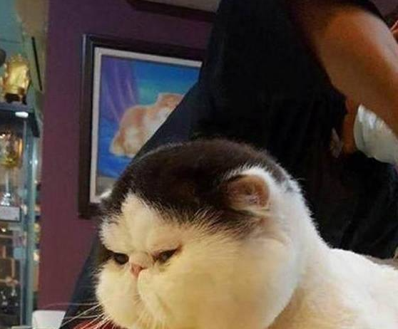 猫咪体型太丰满,主人想着剃毛能显小点,结果没想到反而更胖了! 猫咪体型太丰满,主人想着剃毛能显小点,结果没想到反而更胖了!