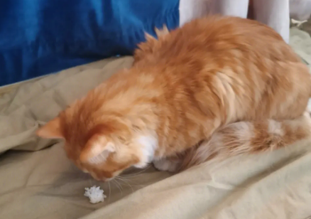 猫咪为什么吃生米