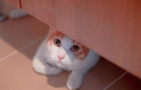 猫胆小怕人整天躲着怎么办