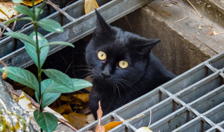 流浪猫为什么钻进下水道？这就来告诉你