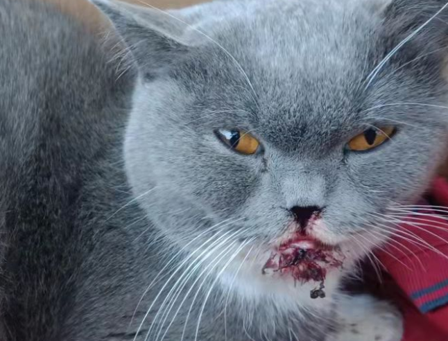 猫咪呕吐粉红色的液体是怎么回事啊
