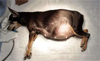 母犬子宫有炎症如何用药