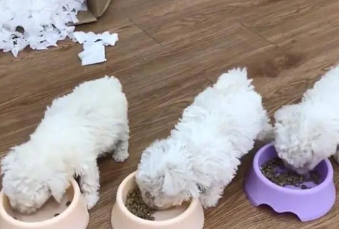 比熊如何选择狗粮呢
