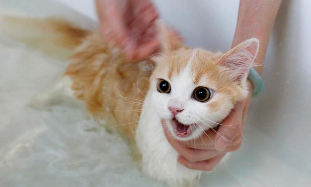 给猫洗澡只用水行吗 给猫洗澡只用水行吗