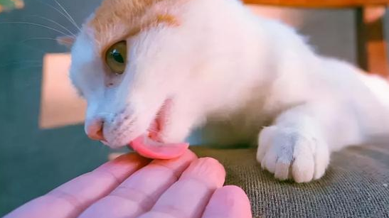 小猫咪为什么舔我