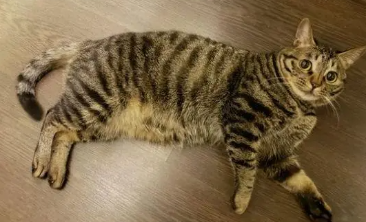 猫咪腹胀气快速排气法