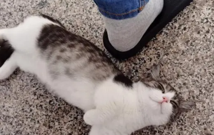 猫咪只肯睡在脚边为什么呢 猫咪只肯睡在脚边为什么呢