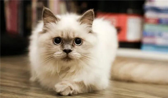 猫咪为什么后腿拉屁股走了