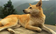 土狗怎么训练上厕所，这里有答案