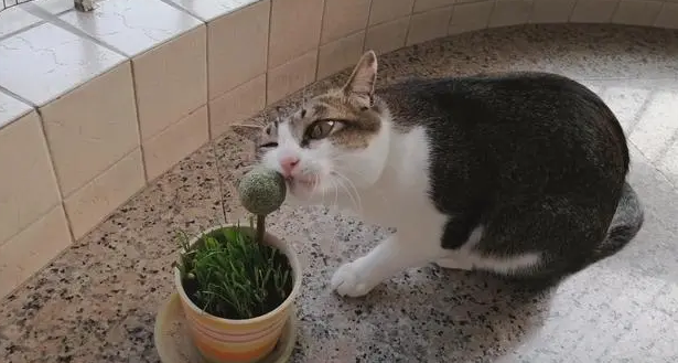 猫咪为什么那么喜欢薄荷球呢