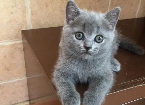 养宠小知识：英短蓝猫怎么养毛色好