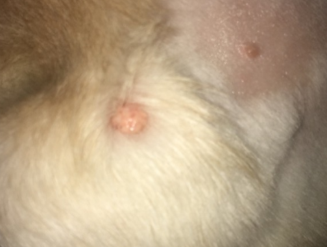 狗狗头上长了一个小肉球