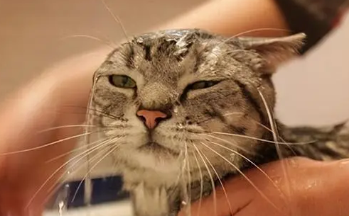 猫咪多久洗一次澡比较好