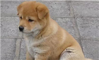 中华田园犬怀孕几个月生？这篇文章告诉你
