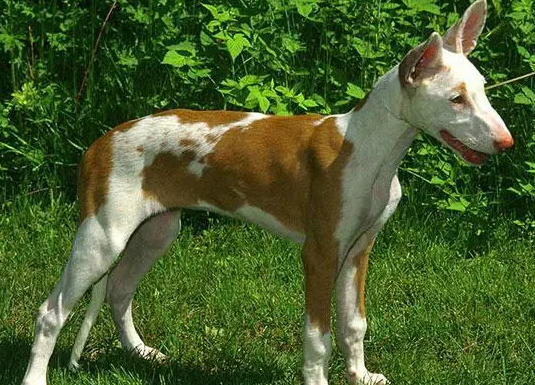 一文告诉你,伊比赞猎犬有耳螨怎么治疗? 一文告诉你,伊比赞猎犬有耳螨怎么治疗?