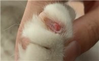 猫咪指甲劈了流血能自愈吗
