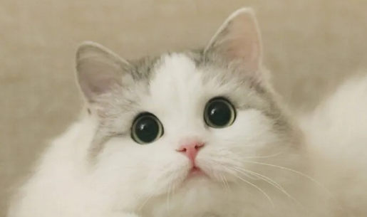 猫咪为什么睡觉总是睁眼睛 猫咪为什么睡觉总是睁眼睛