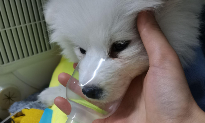 狗狗肺炎为什么坐着睡觉 狗狗肺炎为什么坐着睡觉