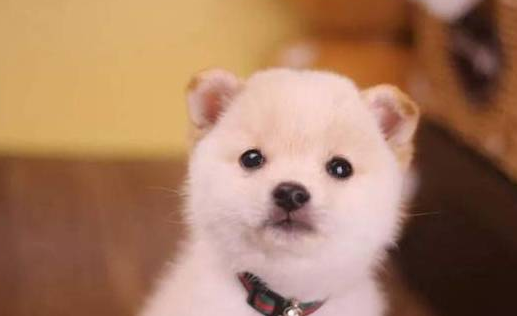 纯白柴犬价钱为什么这么低?来看看吧 纯白柴犬价钱为什么这么低?来看看吧