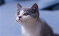 买宠物猫在哪个平台买比较便宜