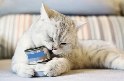 猫咪为什么要吃软磷脂呢