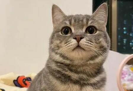 英短虎斑猫的优缺点 价格