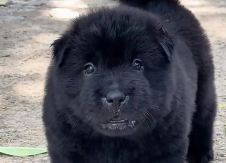 五黑犬性格温顺吗