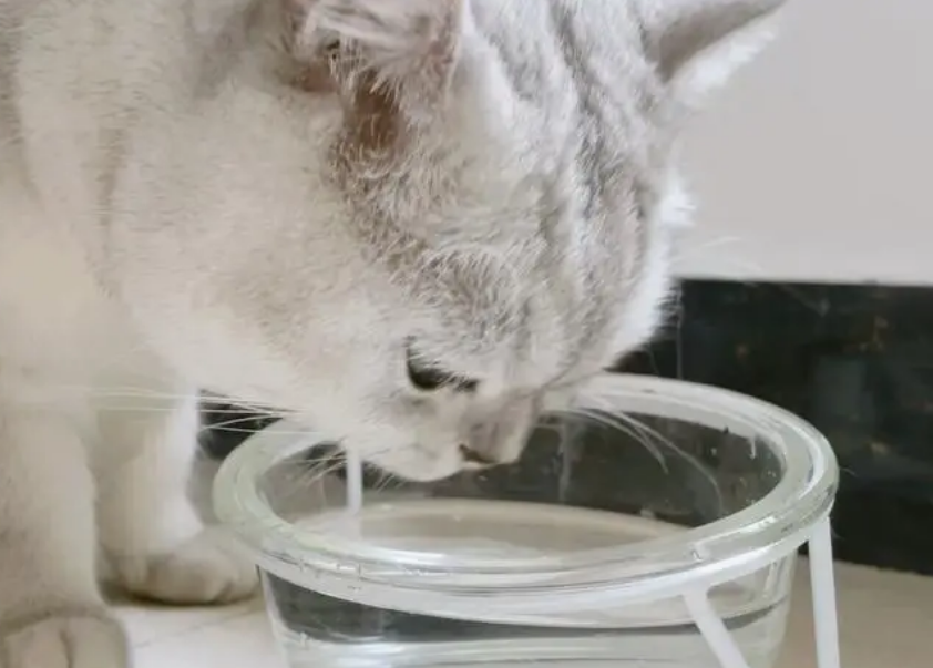 可以用玻璃碗给猫喝水吗