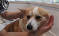 狗狗驱虫几日能排完虫?来看看吧