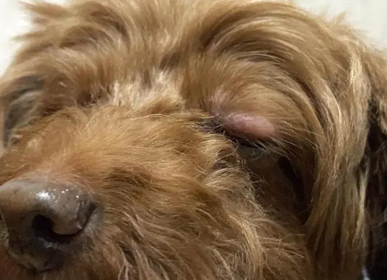 狗狗眼皮上面肿了个包