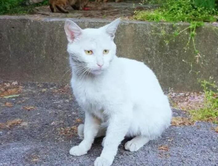 摸流浪猫有害吗?还需关注这一点 摸流浪猫有害吗?还需关注这一点