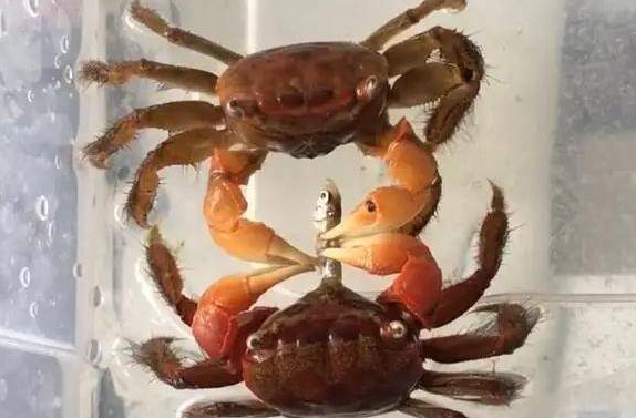 小螃蟹吃几粒米饭