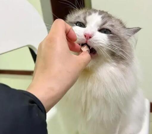 猫咬出血狂犬病几乎为0