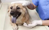 狗狗拉屎带一点点血水