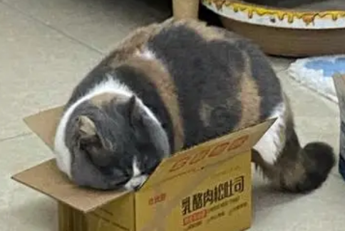 猫咪为什么钟情于纸箱里呢 猫咪为什么钟情于纸箱里呢
