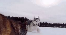 下雪天雪橇犬在雪地玩疯了,有些狗子却烤火到把毛都被烤焦了…… 下雪天雪橇犬在雪地玩疯了,有些狗子却烤火到把毛都被烤焦了……
