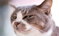 猫看人的眼神很可怕