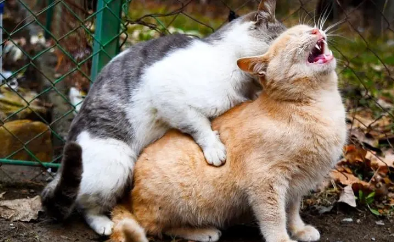 猫咪一般需要借配几天