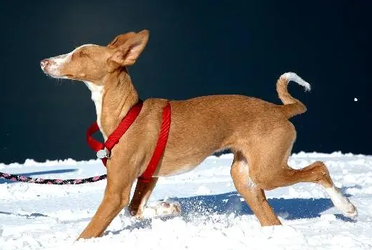 伊比赞猎犬叼东西怎么训练？怎么才能教会它？